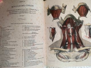 Anatomía humana