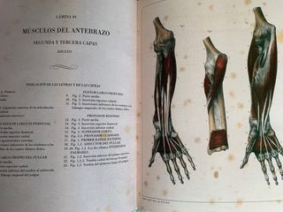 Anatomía humana