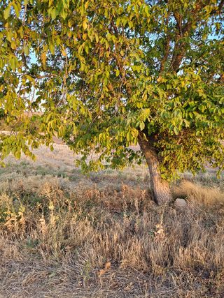 Terreno de regadío en Chinchon