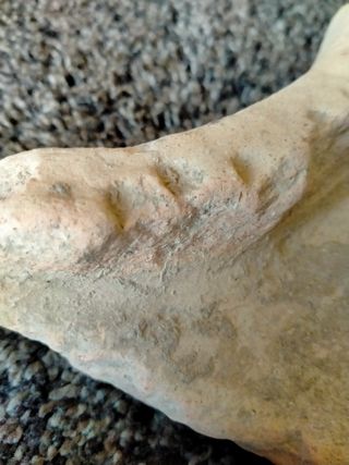 FRAGMENTO BOCA RECIP.ROMANO( DOLIUM)