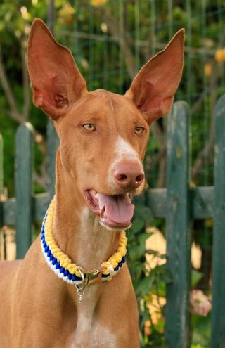 Collar para perros Macramé