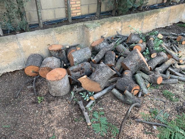 jardineria arbol,retirada de oinos caidos etc