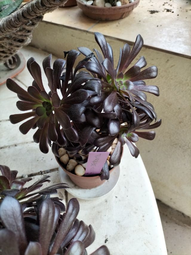 roseta negra,original planta carnosa