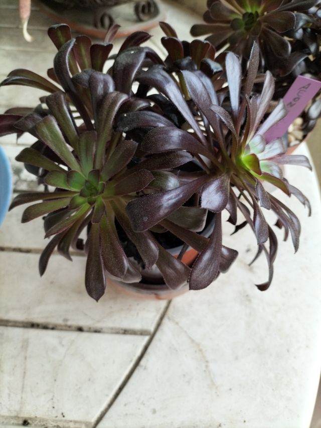 roseta negra,original planta carnosa