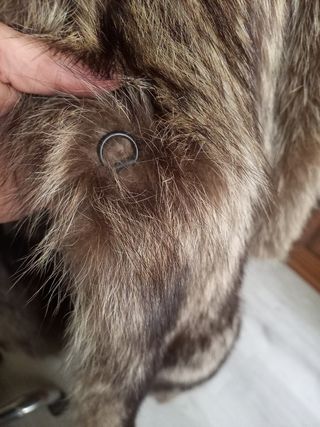 PELLICCIA  MARMOTTA