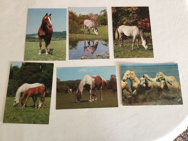 postales de caballos