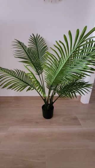 Palmera Areca
