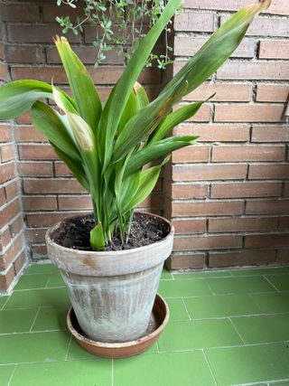 Maceta barro cocido con aspidistras