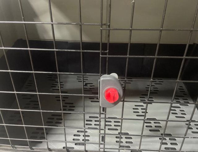 Trasportino Auto cane