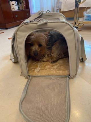 transportin perro y gato