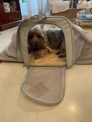 transportin perro y gato