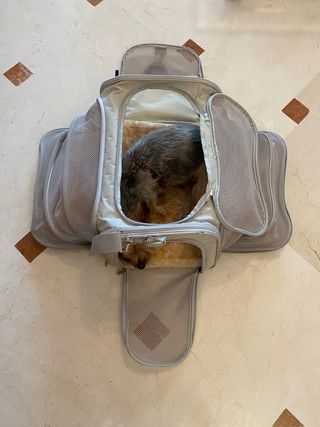 transportin perro y gato