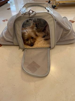 transportin perro y gato