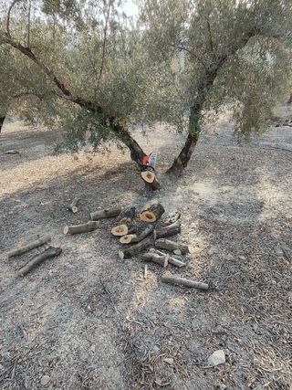 Legna da ardere per canna fumaria