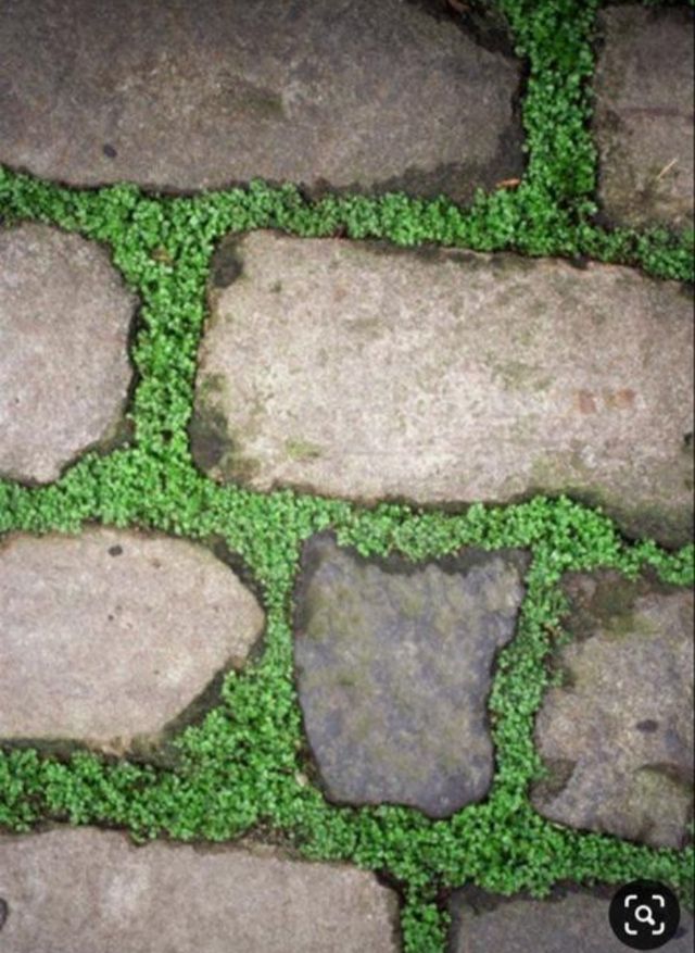 Construção de jardins