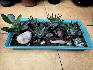 Bandeja suculentas cebra y jade
