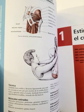 Anatomía & Estiramientos. Guía de estiramientos.