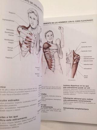 Anatomía & Estiramientos. Guía de estiramientos.