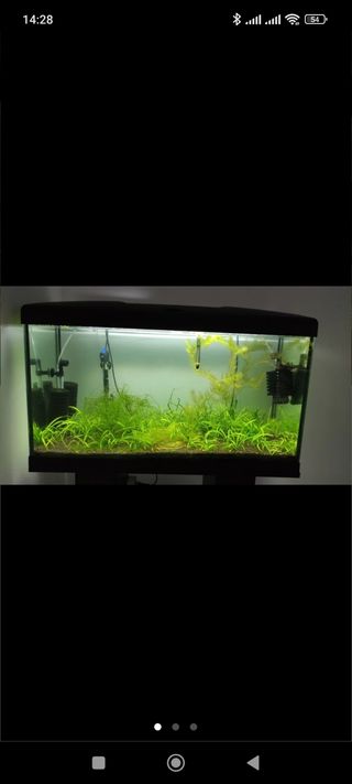 Planta acuario sagitarria