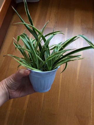 spider plant