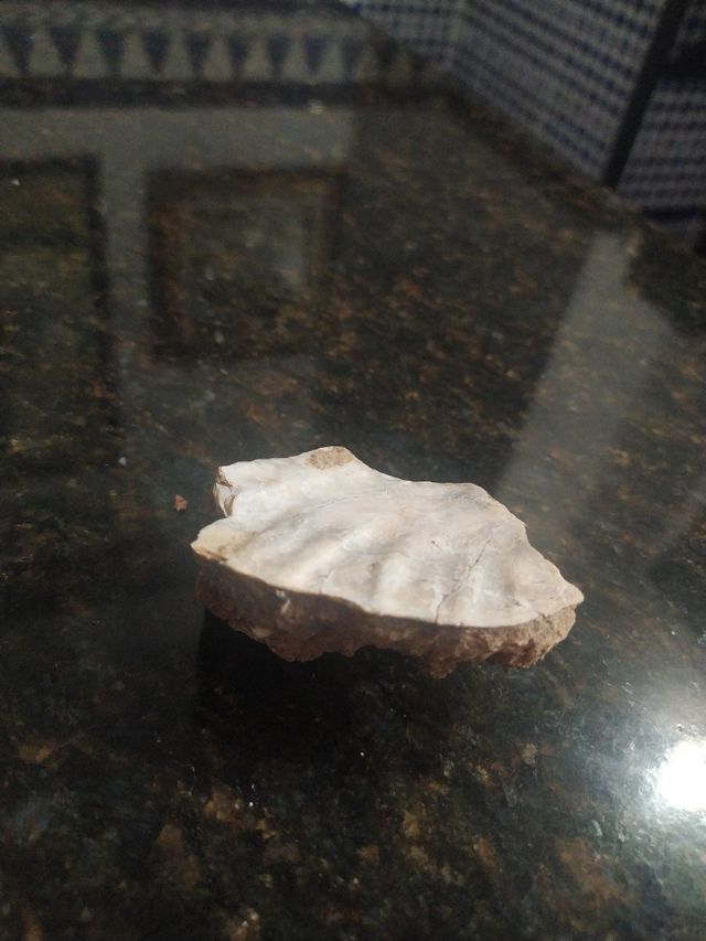 Fósil almeja 560Millones años