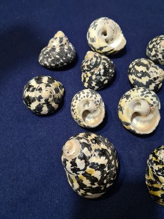 Conchiglia Pica Turbo