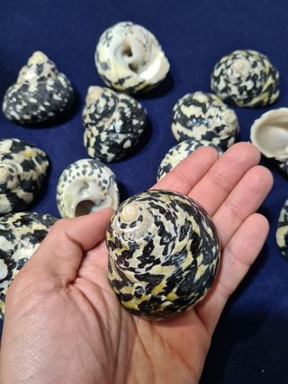 Conchiglia Pica Turbo