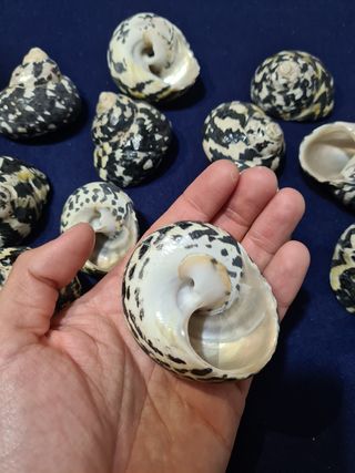 Conchiglia Pica Turbo