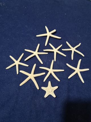 Stelle marine