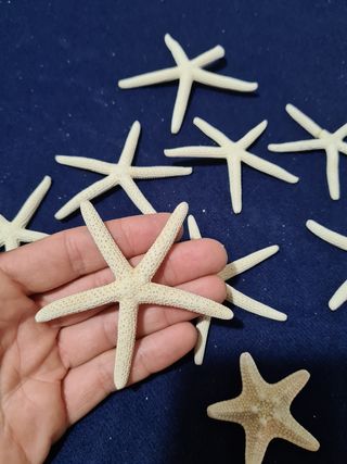 Stelle marine