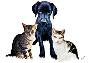Retrato de animales a color y pastel