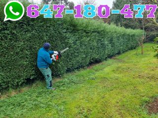 PODA DE SETOS PALMERAS DESBROCE