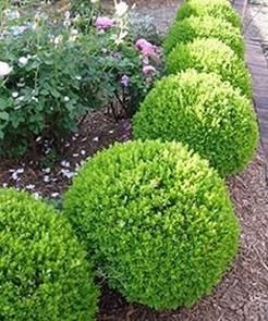 PODA DE SETOS PALMERAS DESBROCE