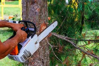 PODA DE SETOS PALMERAS DESBROCE