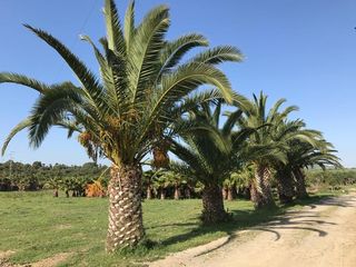 PODA DE SETOS PALMERAS DESBROCE