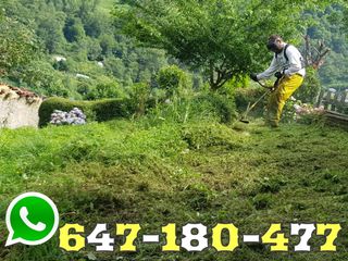 PODA DE SETOS PALMERAS DESBROCE