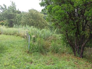 PODA DE SETOS PALMERAS DESBROCE