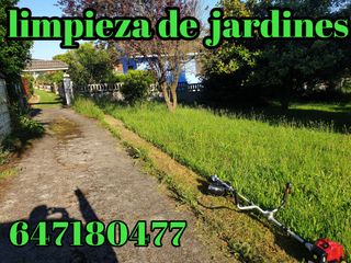 PODA DE SETOS PALMERAS DESBROCE