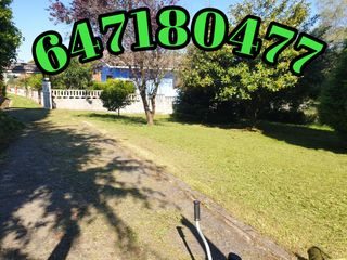 PODA DE SETOS PALMERAS DESBROCE