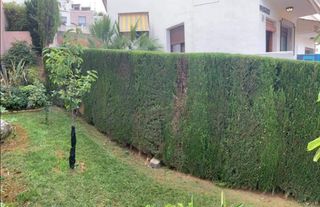 Jardinero economíco 