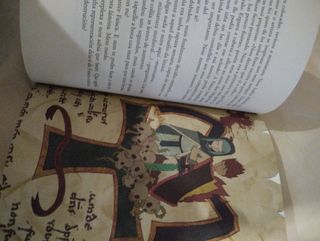 Anxo Fariña Mega toxos