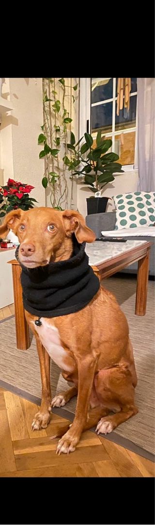 cuidador de perros, estadia y cuidado de mascota.