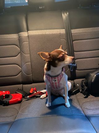 cuidador de perros, estadia y cuidado de mascota.