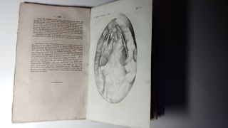 Neues Jahrbuch. Mineralogía Paleontologia