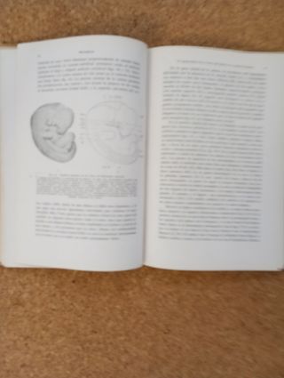 Compendio de embriología humana. Medicina. Fischel