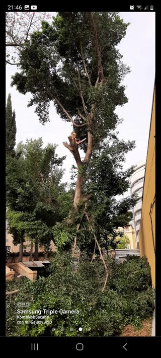 Jardinero con experiencia