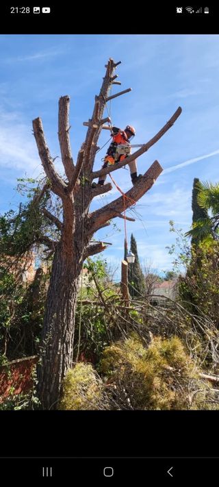 Jardinero con experiencia