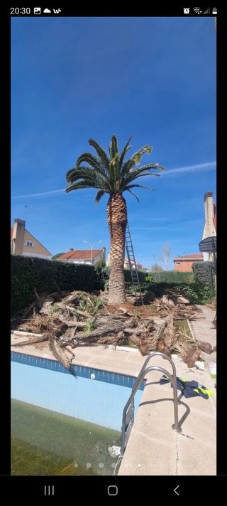 Jardinero con experiencia