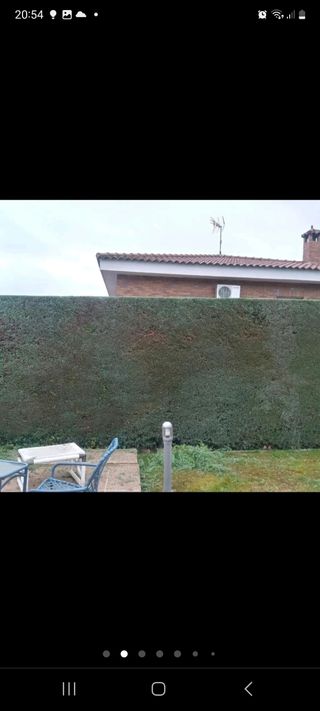 Jardinero con experiencia