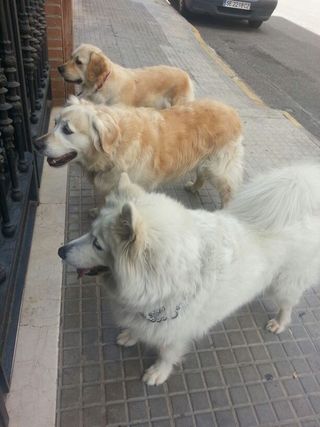 Cuidadora de perros y otros animales